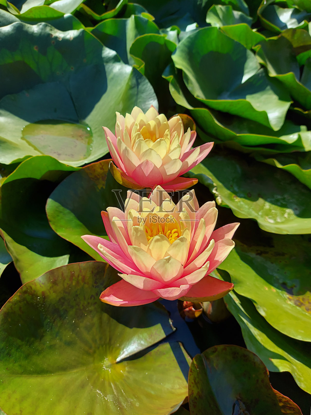 在晨光的照耀下，两朵淡黄的睡莲在绿色的叶子上绽放。照片摄影图片