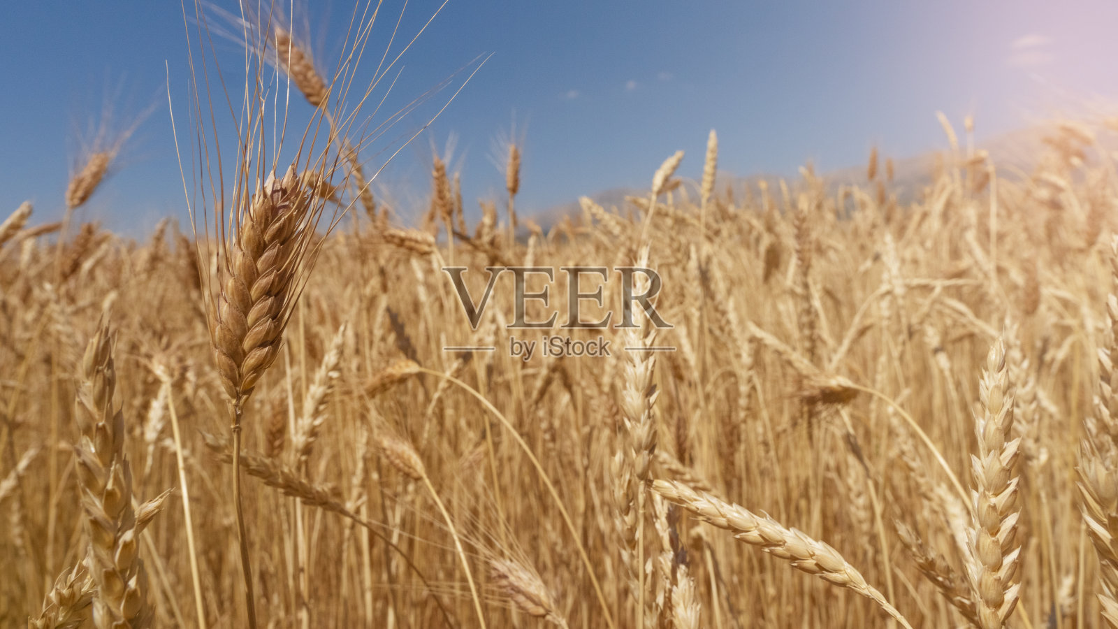 金色的麦田。照片摄影图片