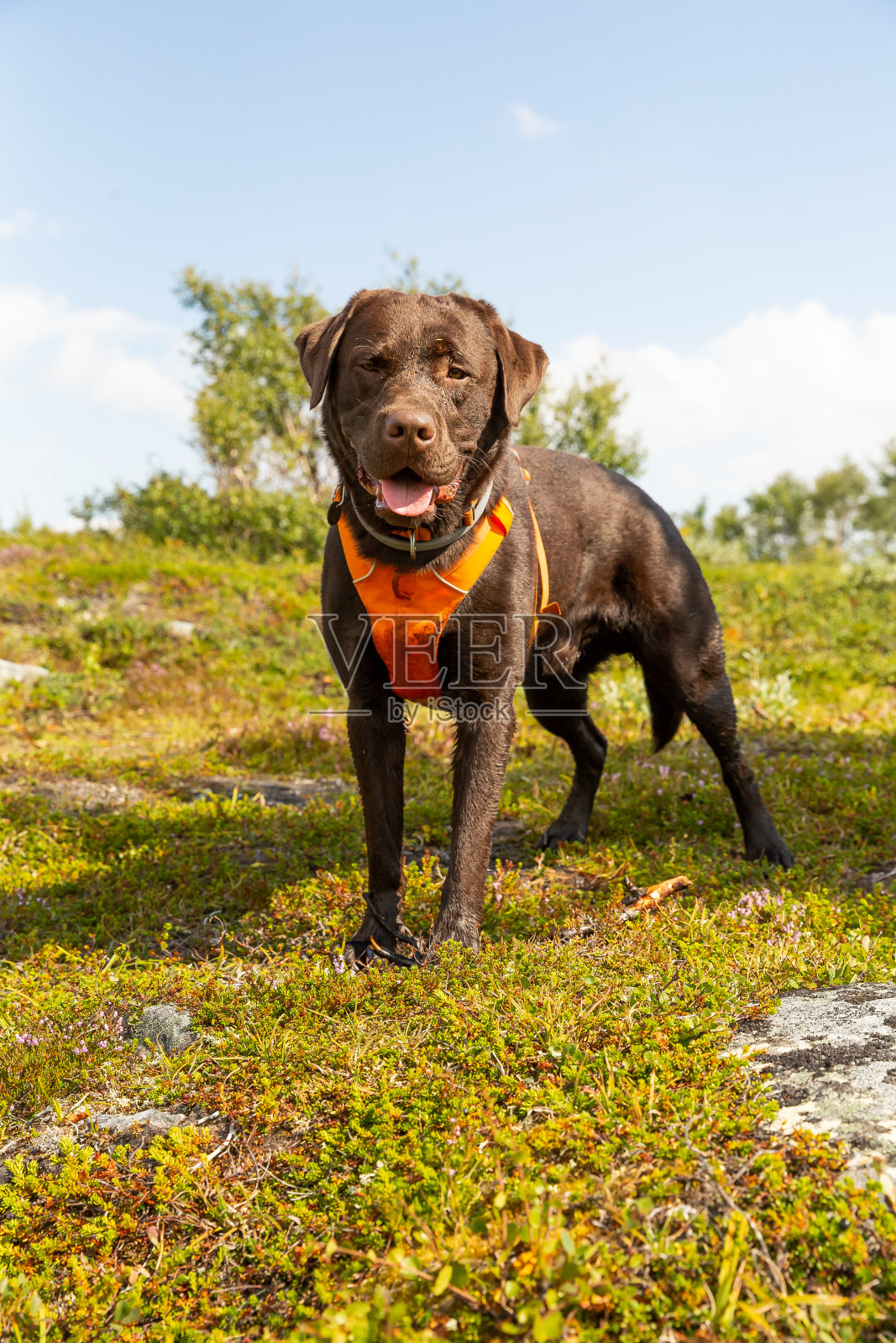 一只快乐的狗坐在挪威山顶的草地上照片摄影图片