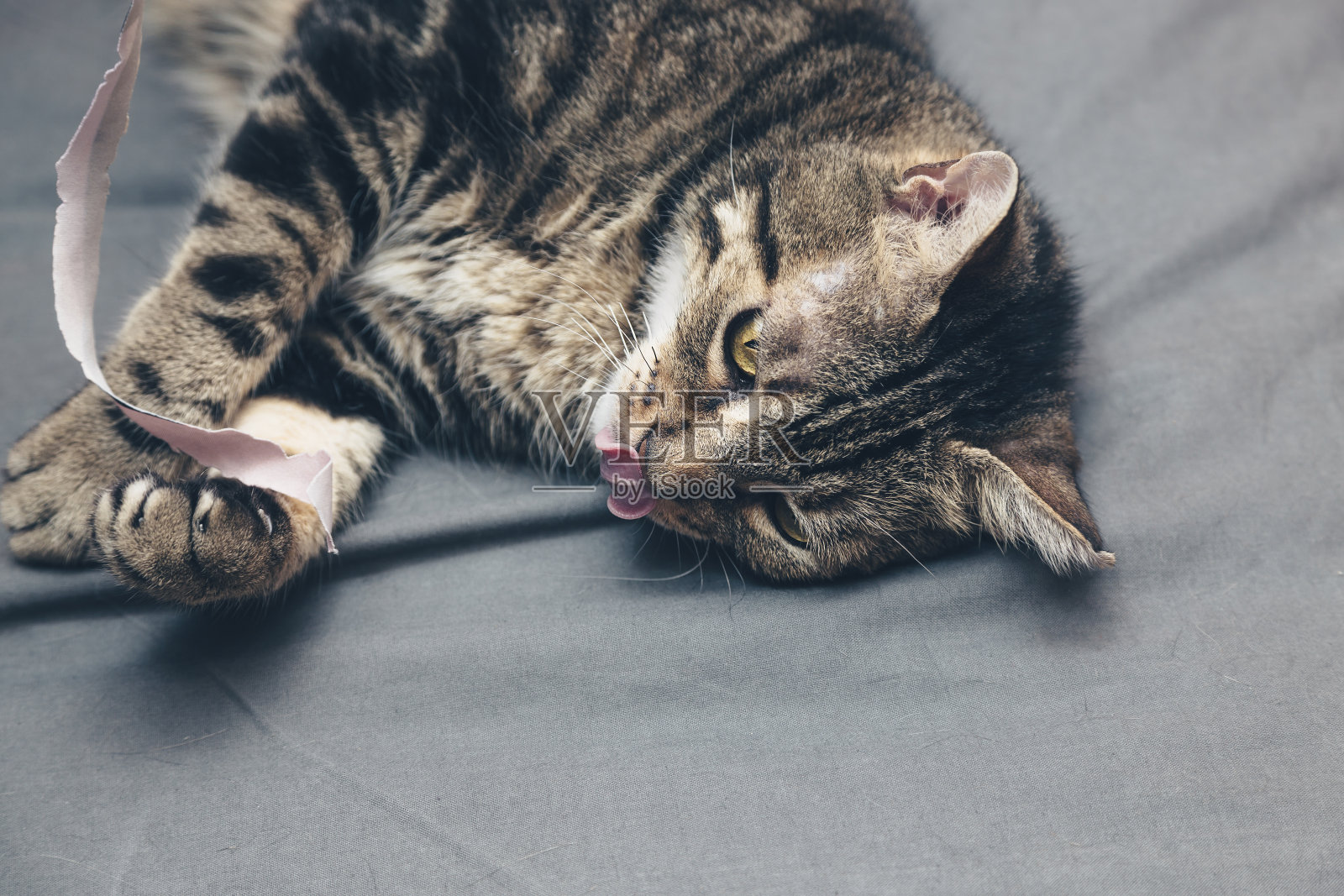 猫伸出舌头，猫玩织物照片摄影图片