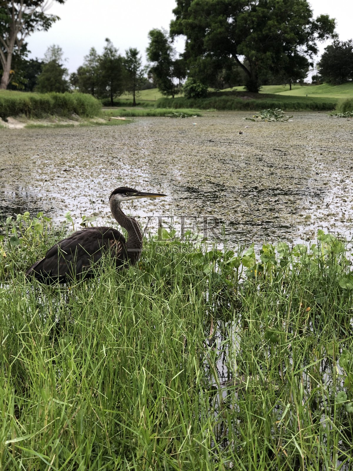 美洲蛇在狩猎照片摄影图片