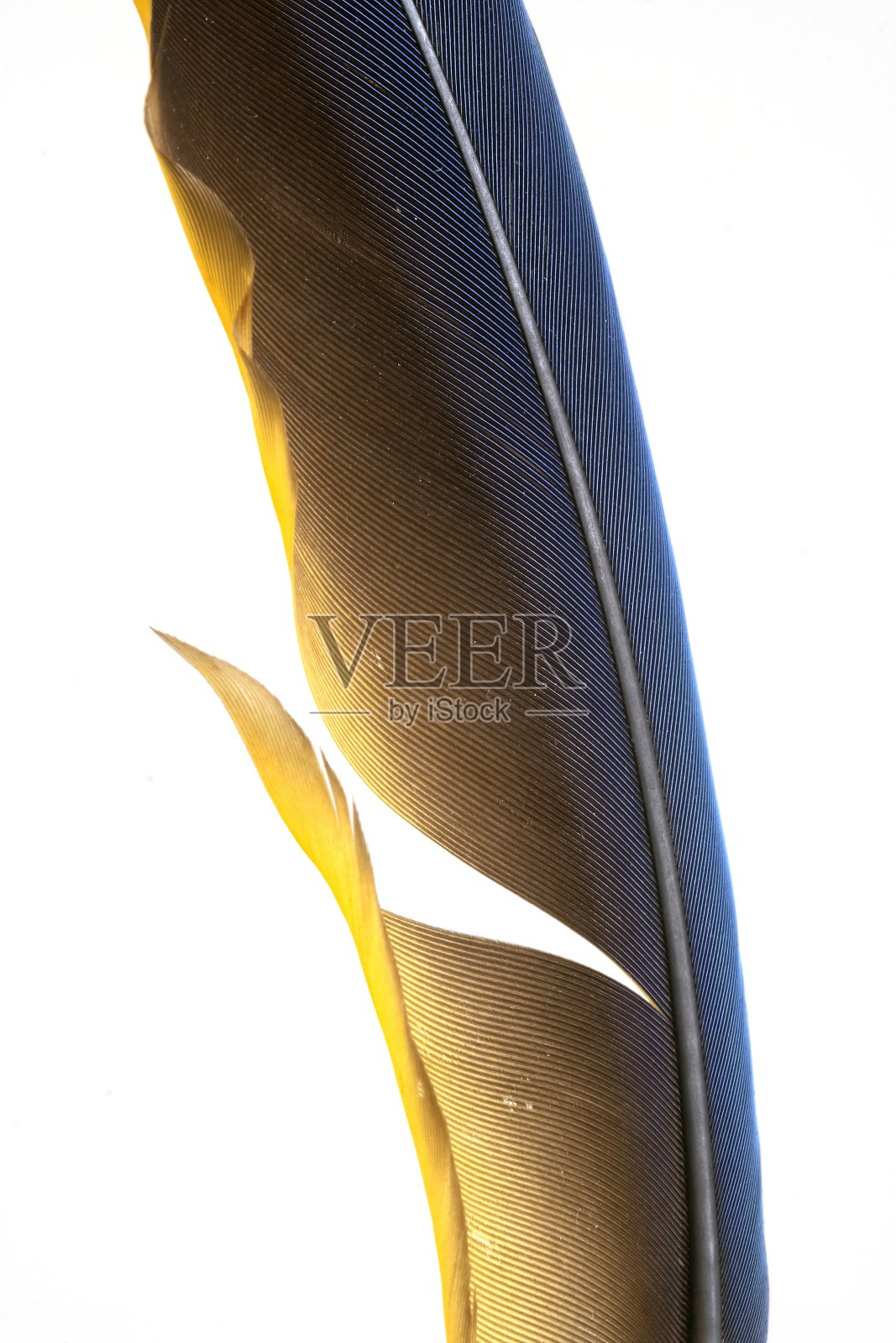 鸟的羽毛21照片摄影图片