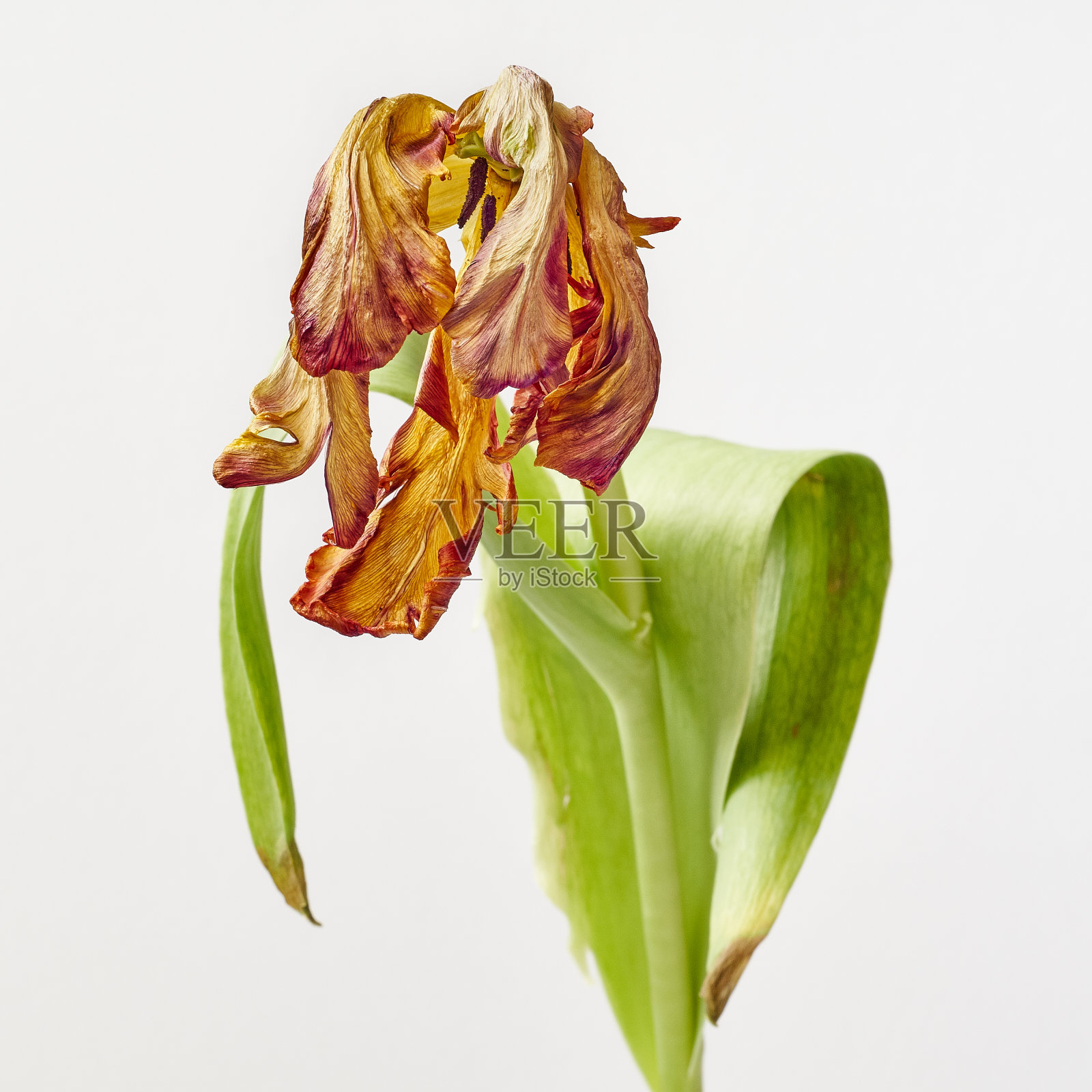 时间的流逝。照片摄影图片