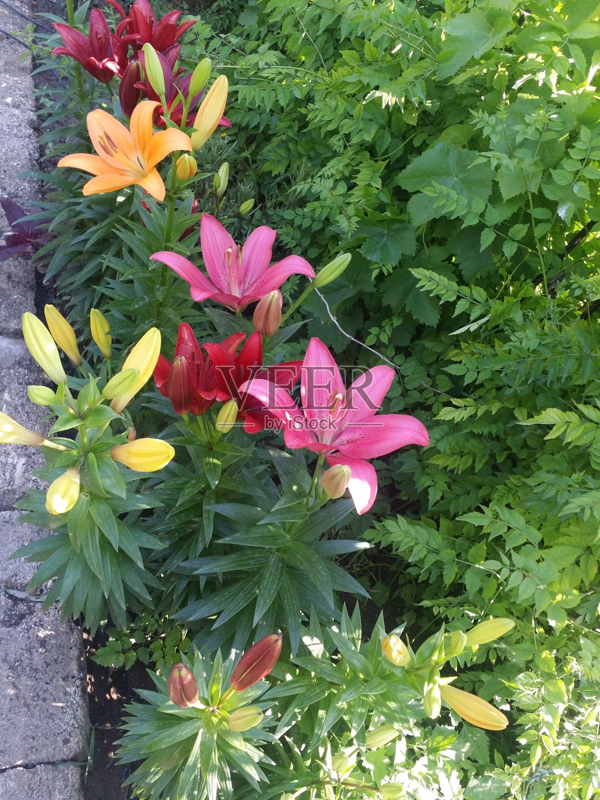 美丽的新鲜亚洲百合混合在夏季花园日光城市巴库，阿塞拜疆的首都照片摄影图片