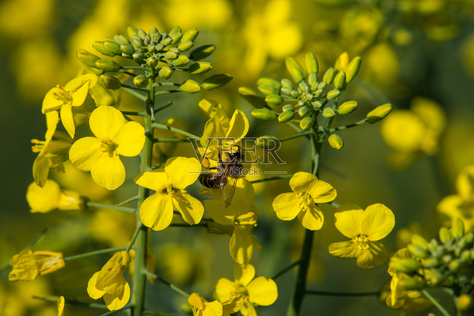 为油菜花授粉的非洲蜜蜂照片摄影图片