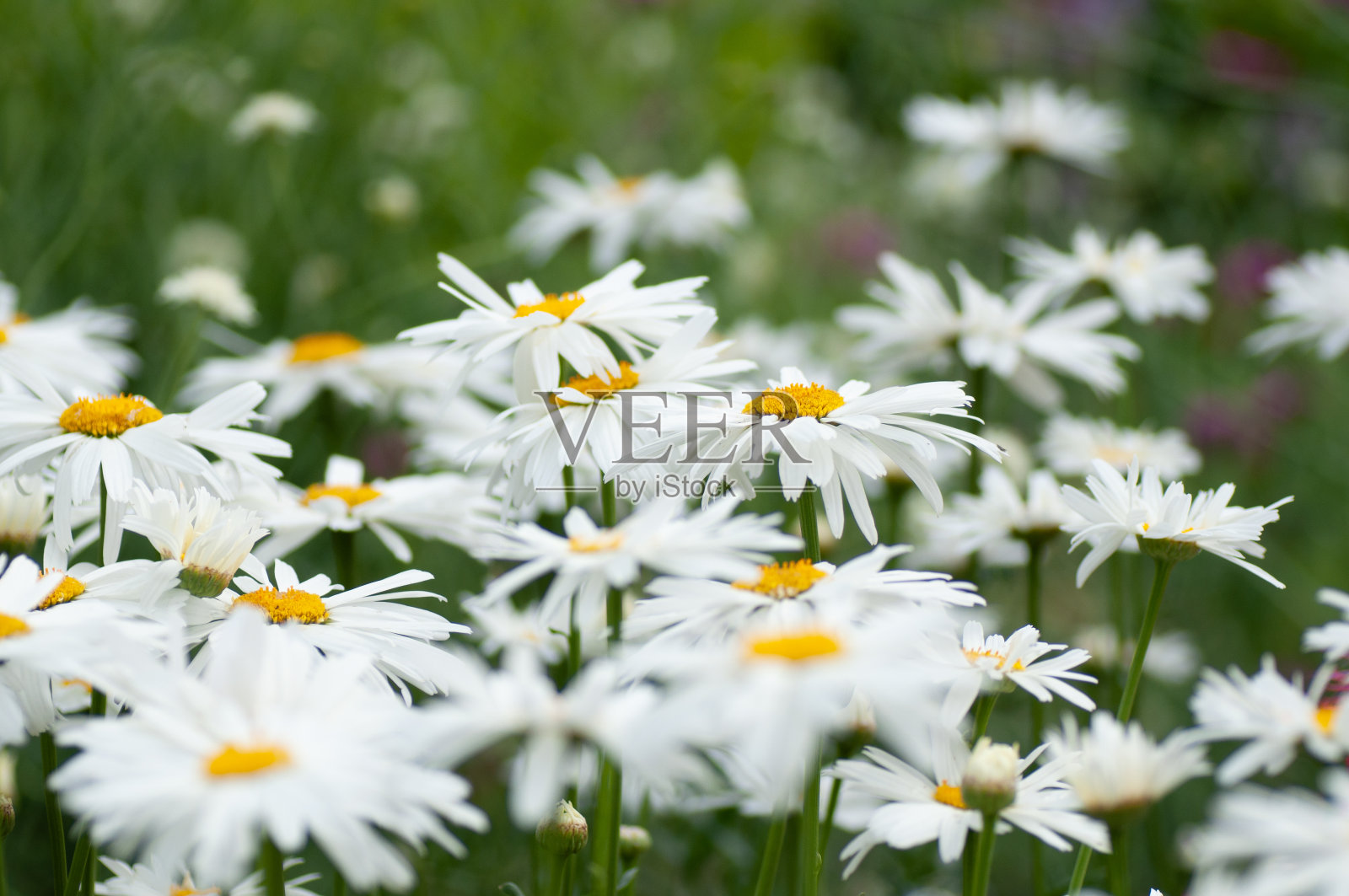 有白色雏菊花的花坛。植物摄影照片摄影图片