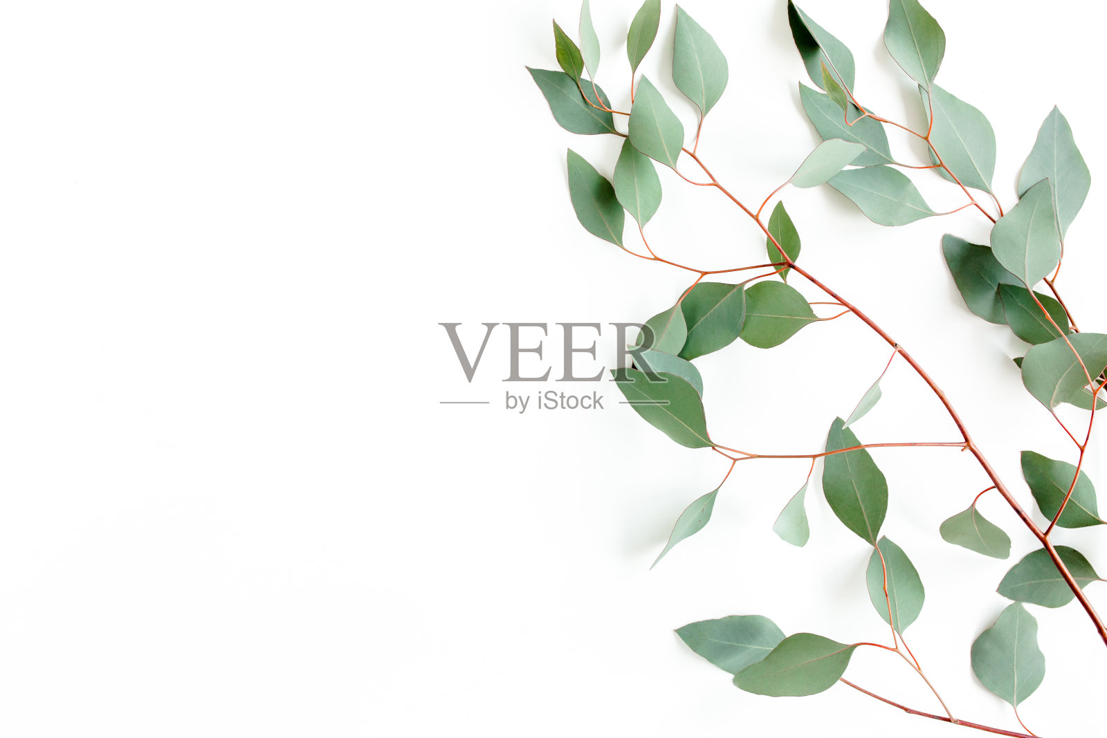 绿枝，叶桉树孤立在白色的背景上。平躺，俯视图最小的概念照片摄影图片