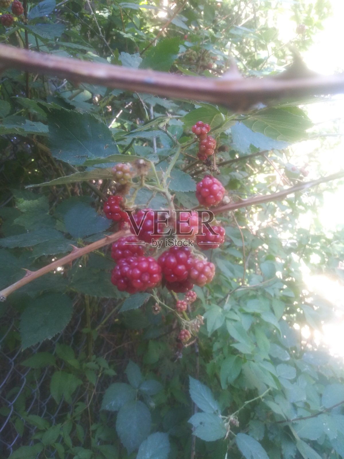 新鲜的树莓照片摄影图片