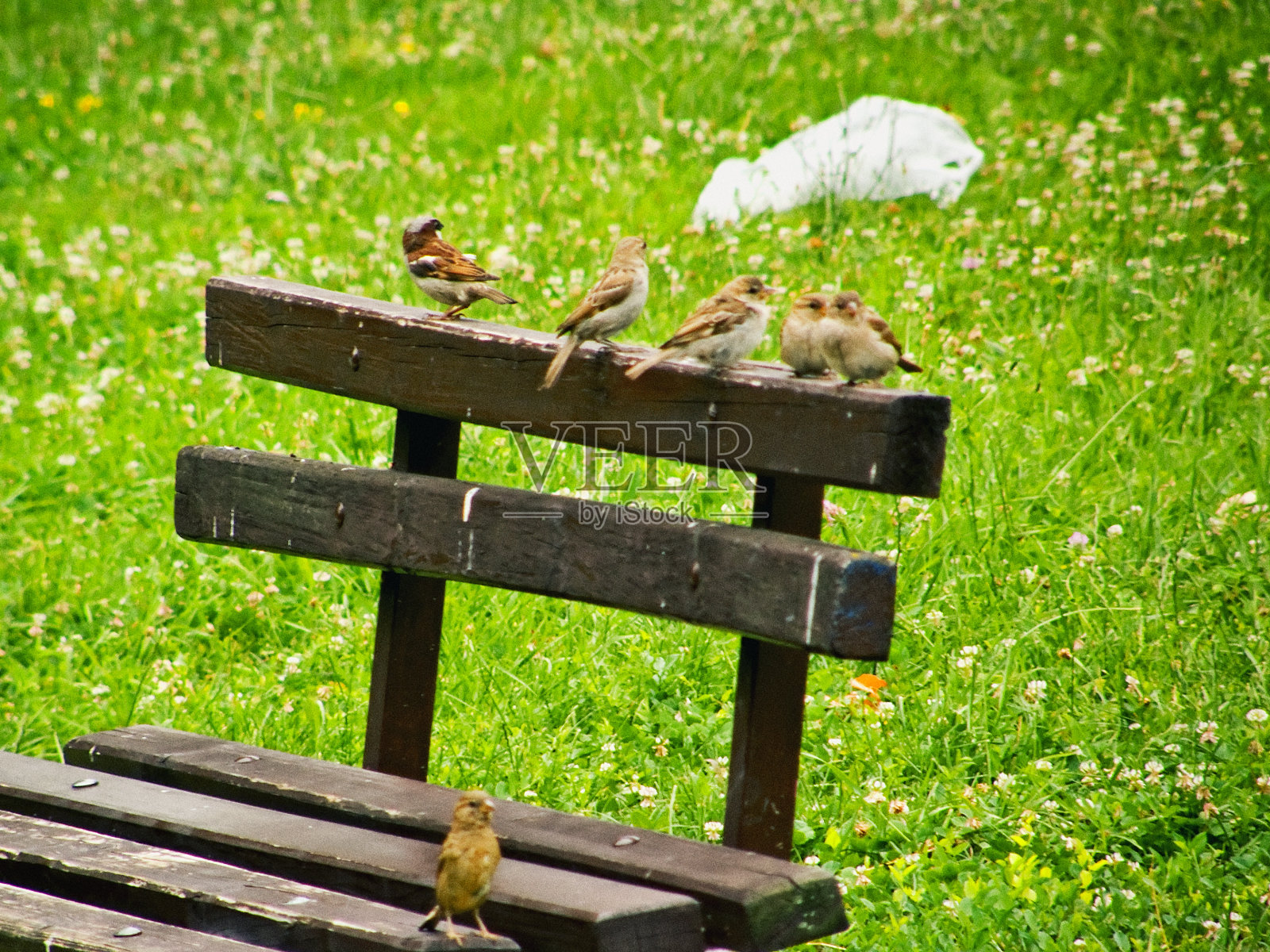 公园长椅上的麻雀照片摄影图片