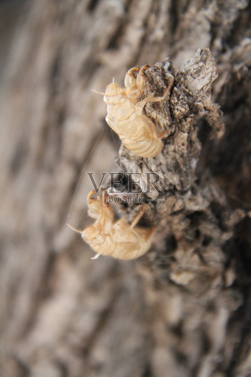 石首鱼照片摄影图片