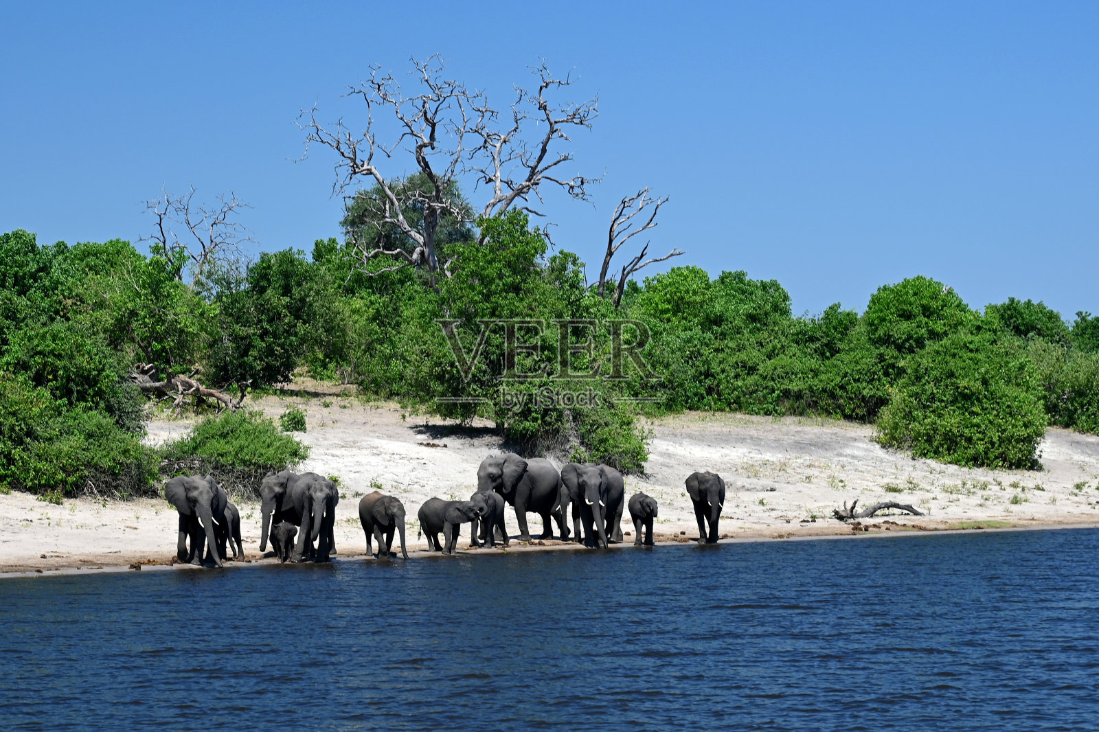 丘比河:大象一家正在过河照片摄影图片