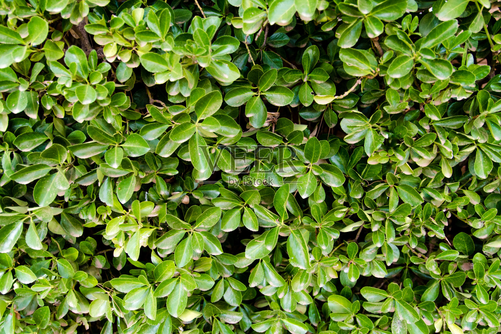 灌木的叶子结构照片摄影图片