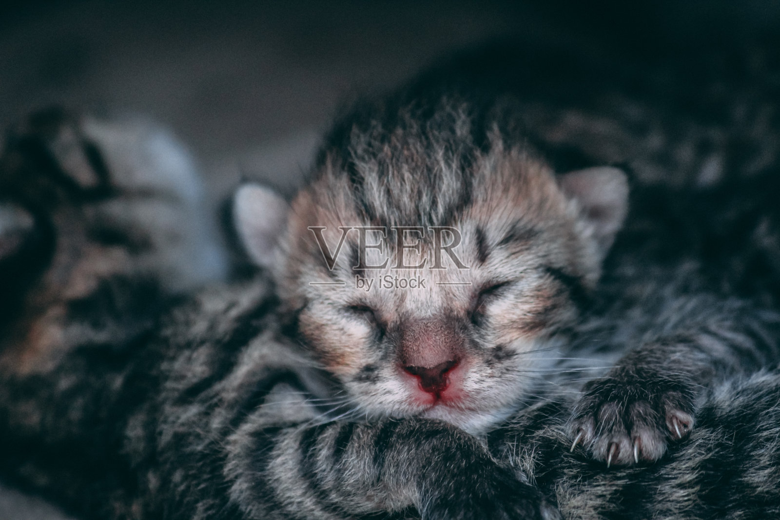 这是一只小猫睡觉的特写照片摄影图片