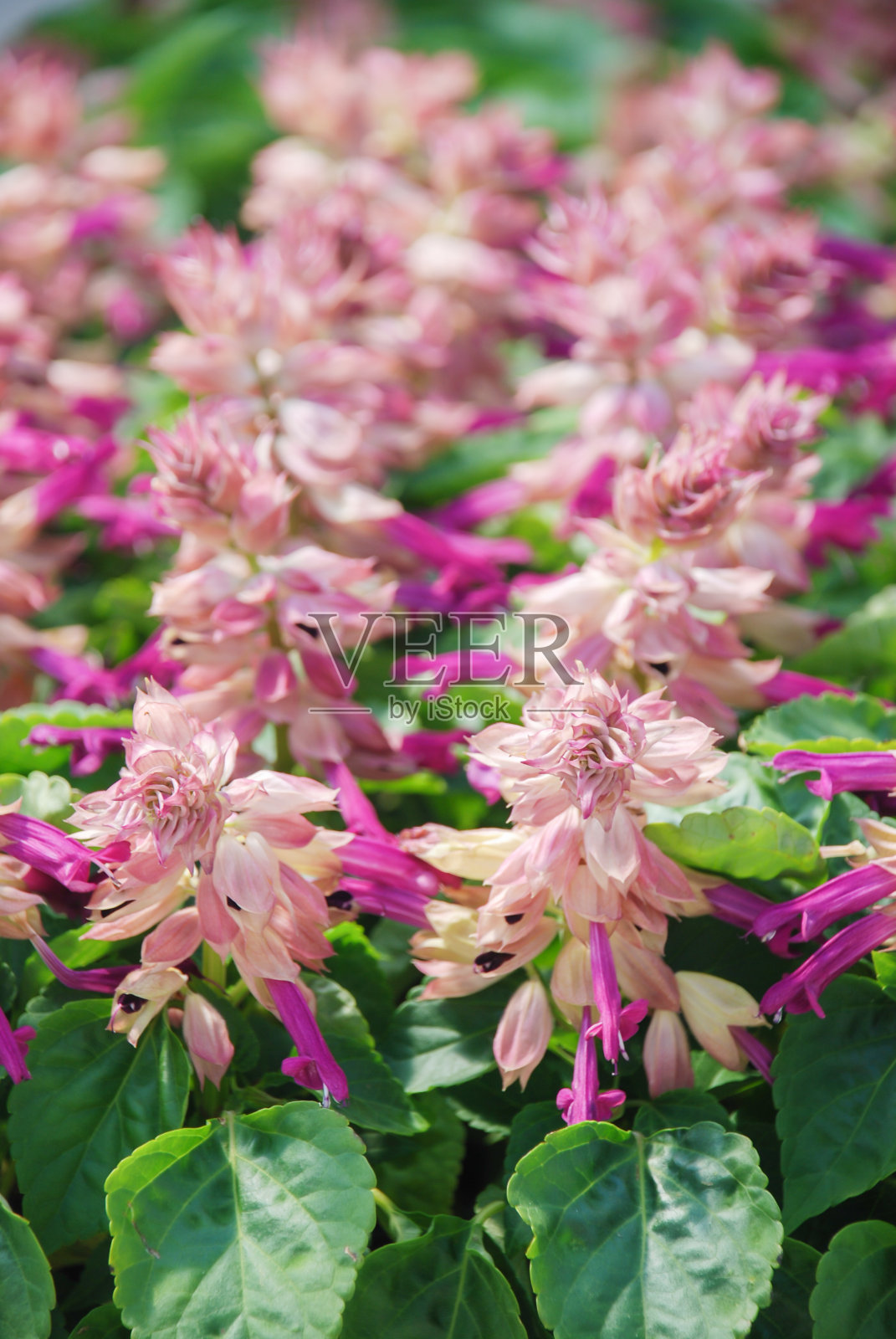 紫色的一串红，红色的花插在黑色的托盘里照片摄影图片