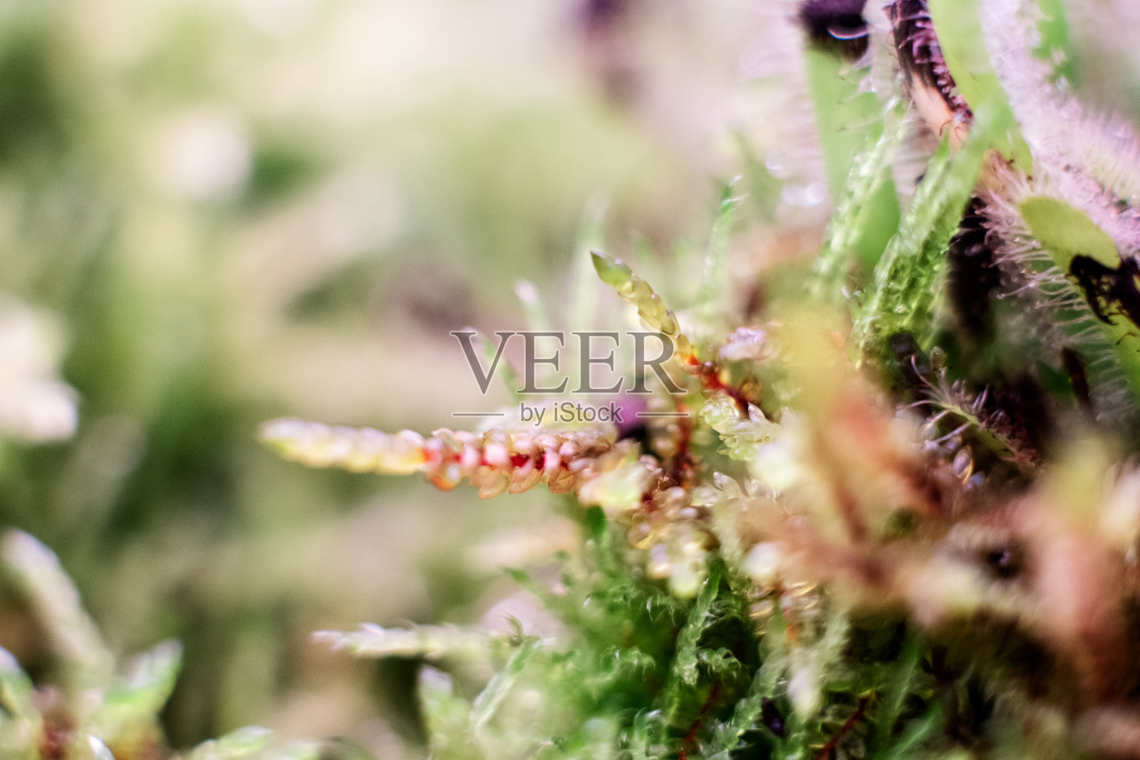 绿苔微距摄影，森林地面自然背景。绿色植物拉近壁纸背景。地衣图案为森林地面，绿苔为宏观纹理设计。照片摄影图片