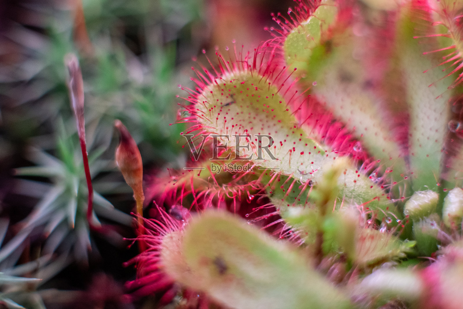 一种肉食性植物，圆叶茅膏菜或普通茅膏菜照片摄影图片