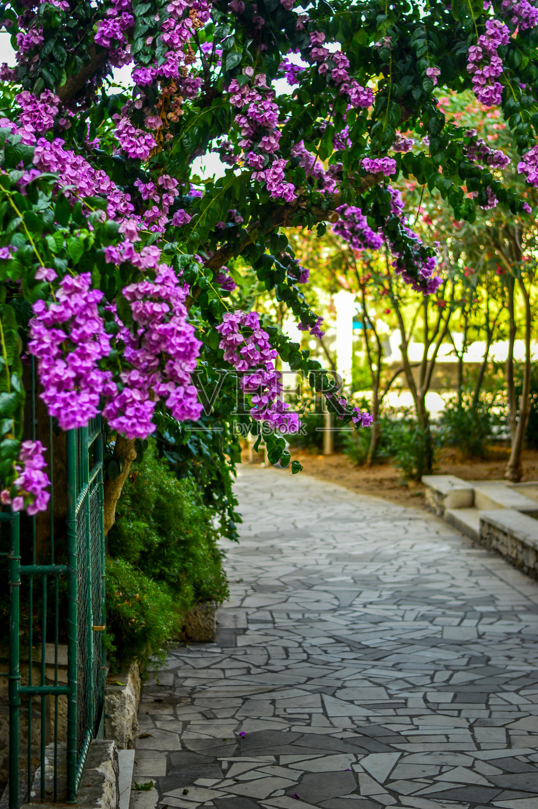 美观的紫色花朵照片摄影图片