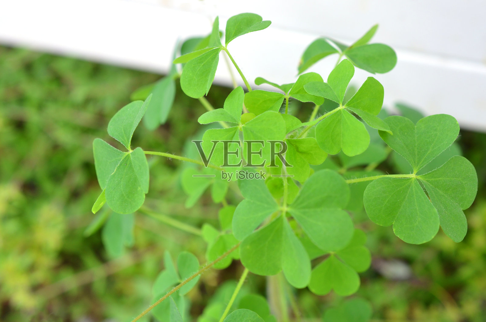 绿色三叶草的植物照片摄影图片