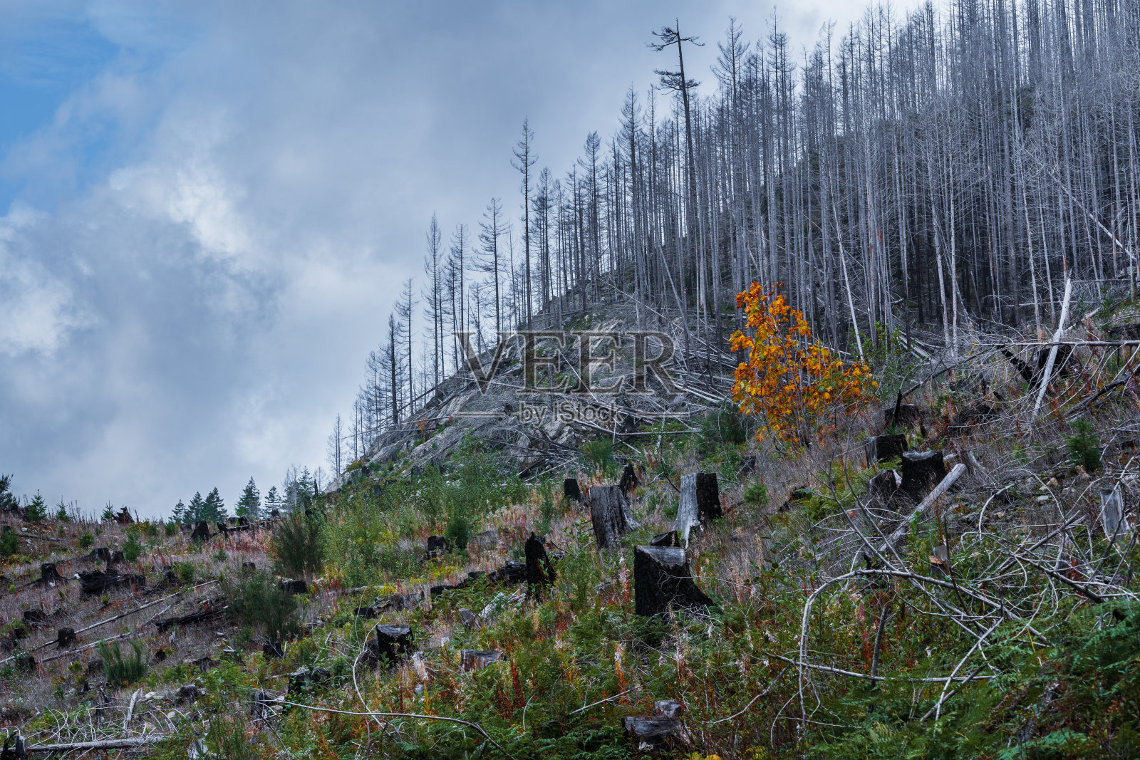 大火破坏了全伐森林照片摄影图片