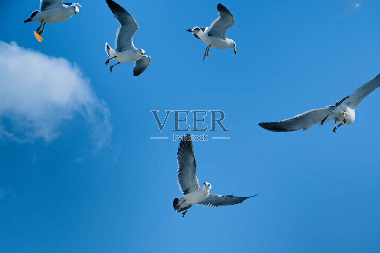 海鸥 VD702照片摄影图片