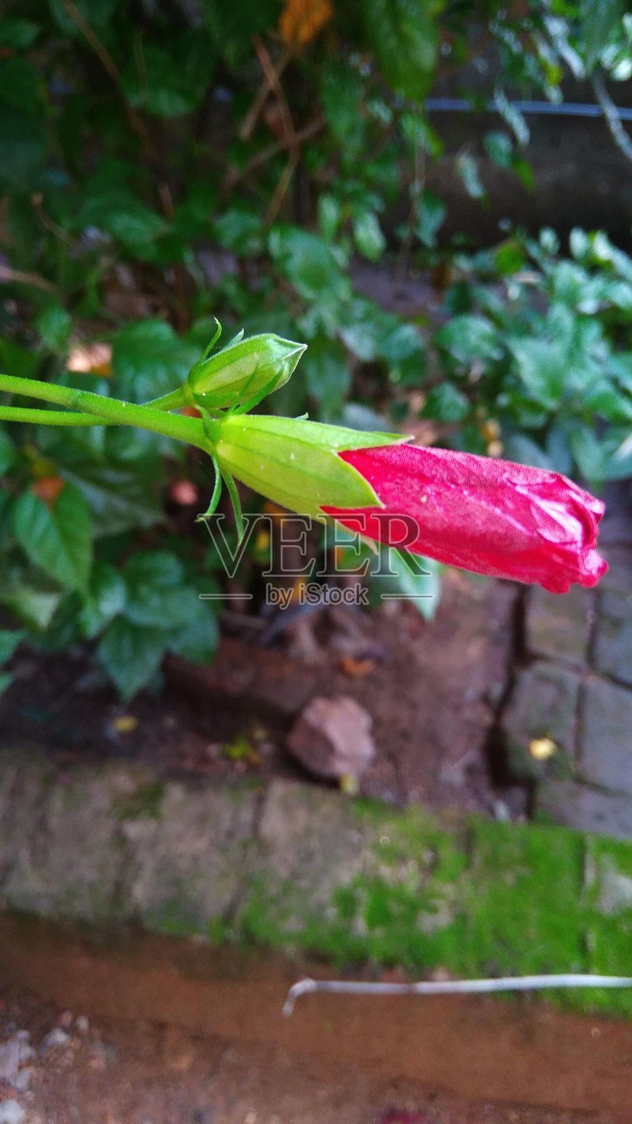 印度花园中一朵红花的照片照片摄影图片