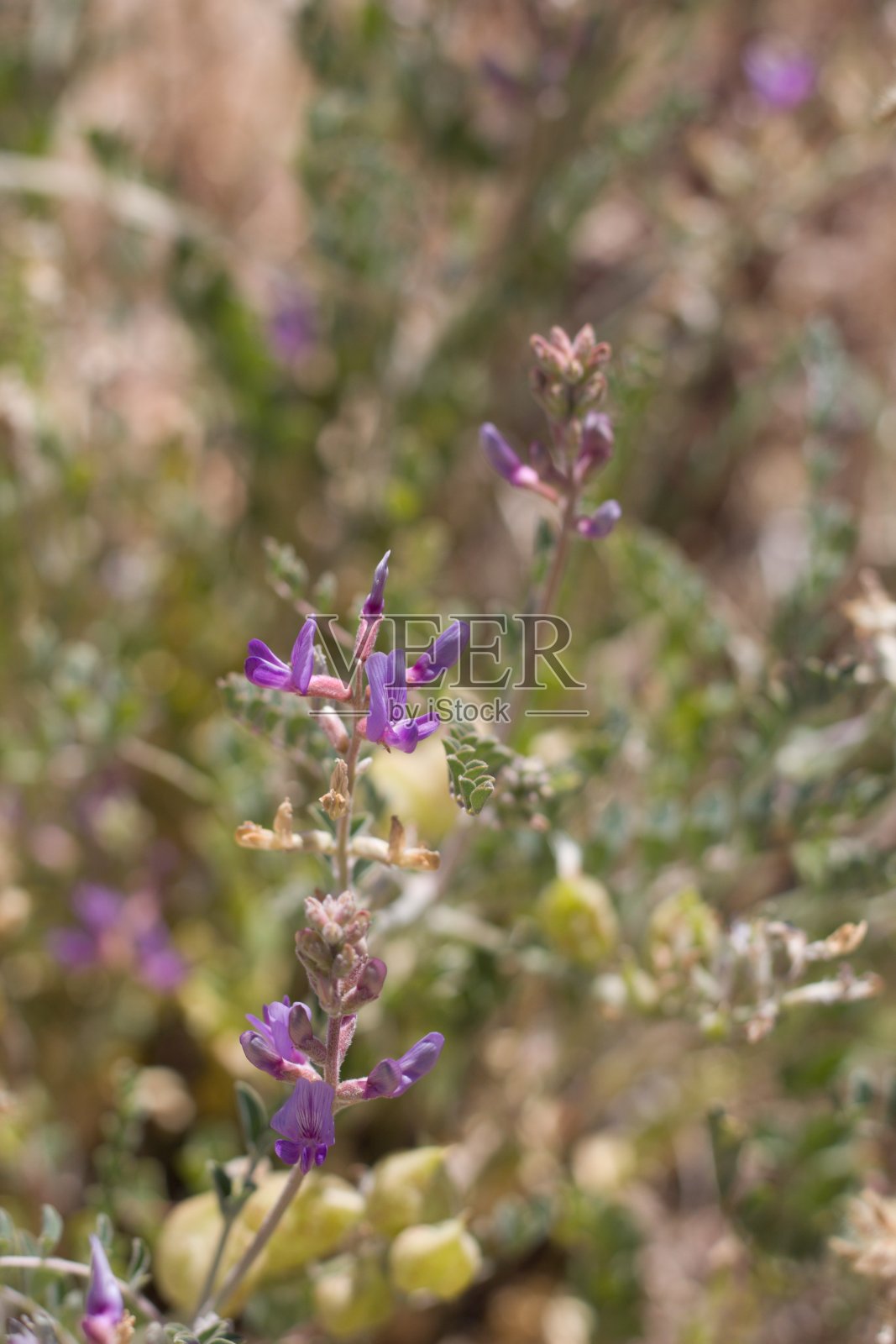 黄芪(Astragalus lentiginosus)花-约书亚树np - 052220 b照片摄影图片