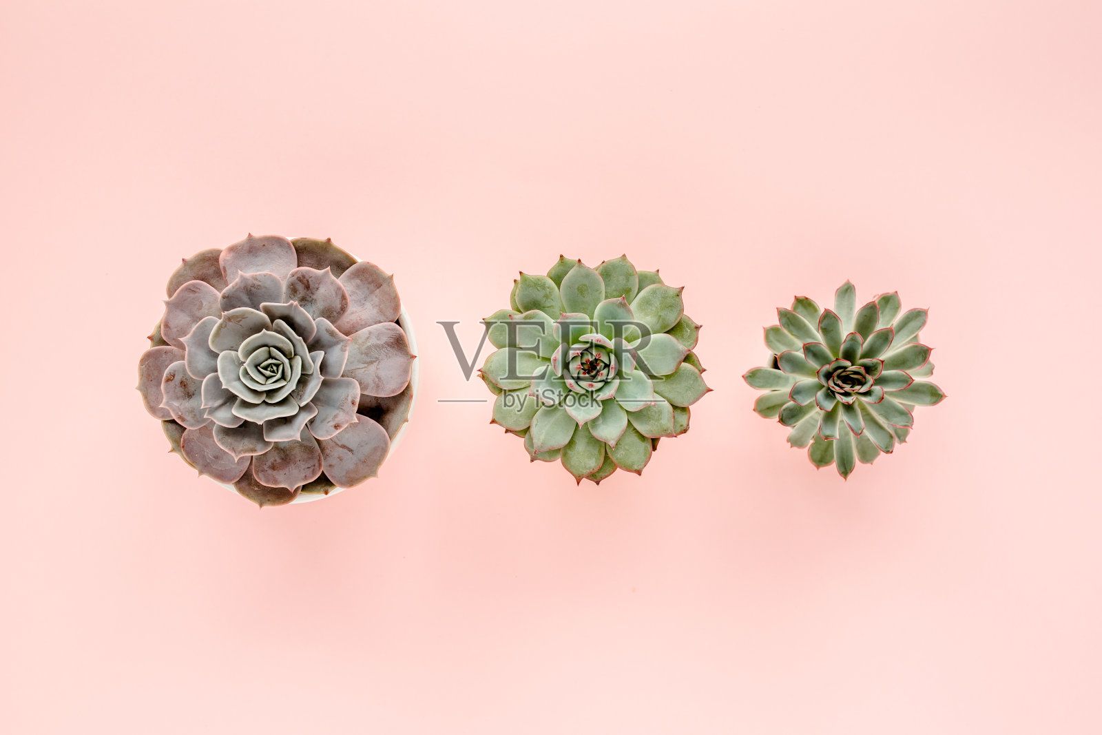 温室植物盆栽，肉质植物孤立在粉红色的背景。平躺，俯视图照片摄影图片