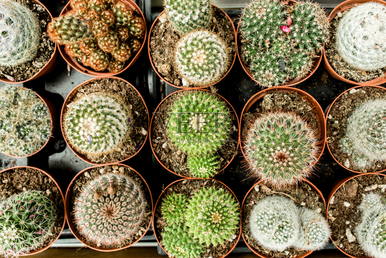 温室植物盆栽，肉质植物孤立在白色背景。平躺，俯视图照片摄影图片