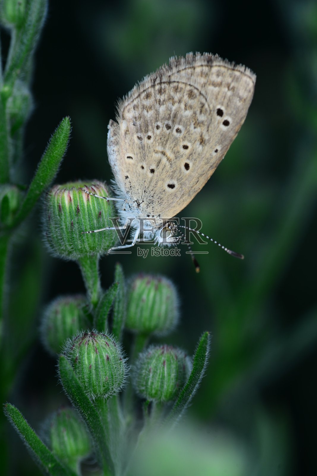 特写美丽的蝴蝶和花在花园里。照片摄影图片