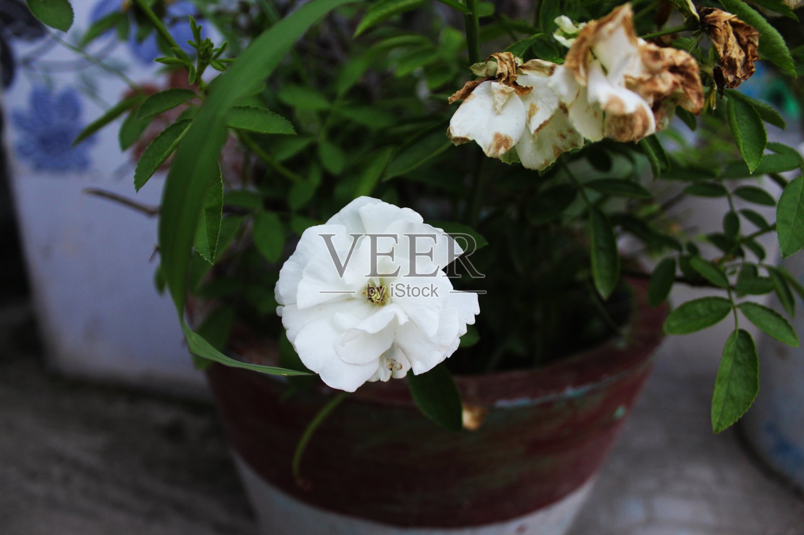 白色的花照片摄影图片