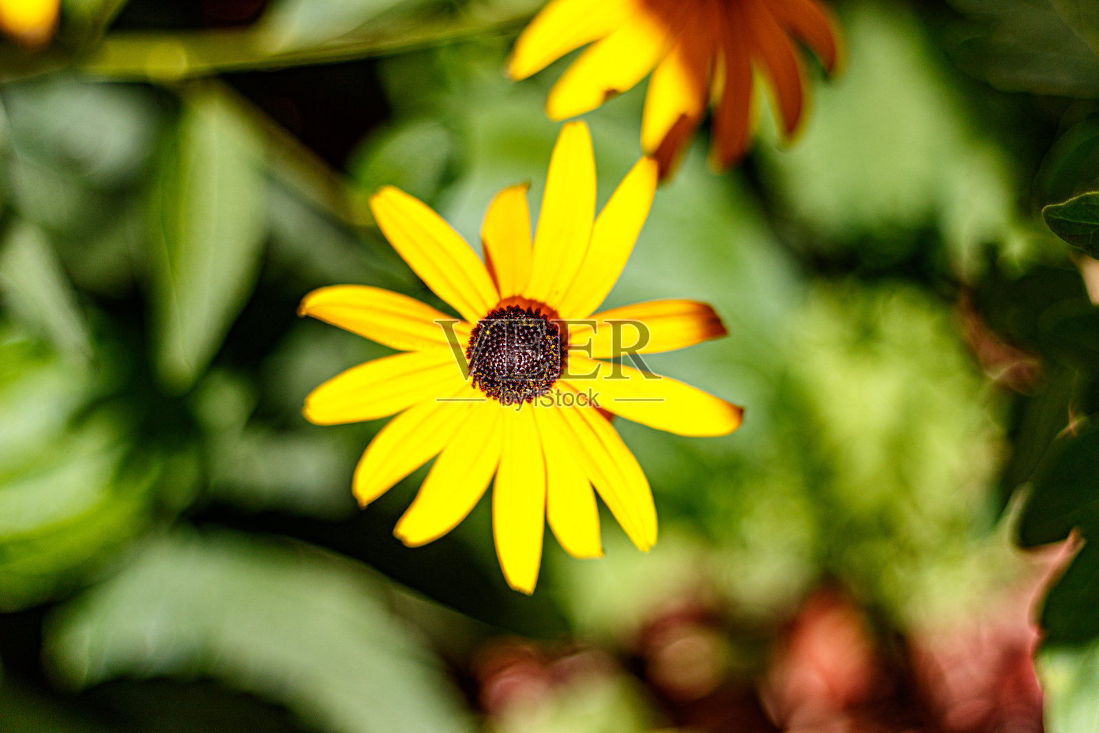 夏天,花照片摄影图片