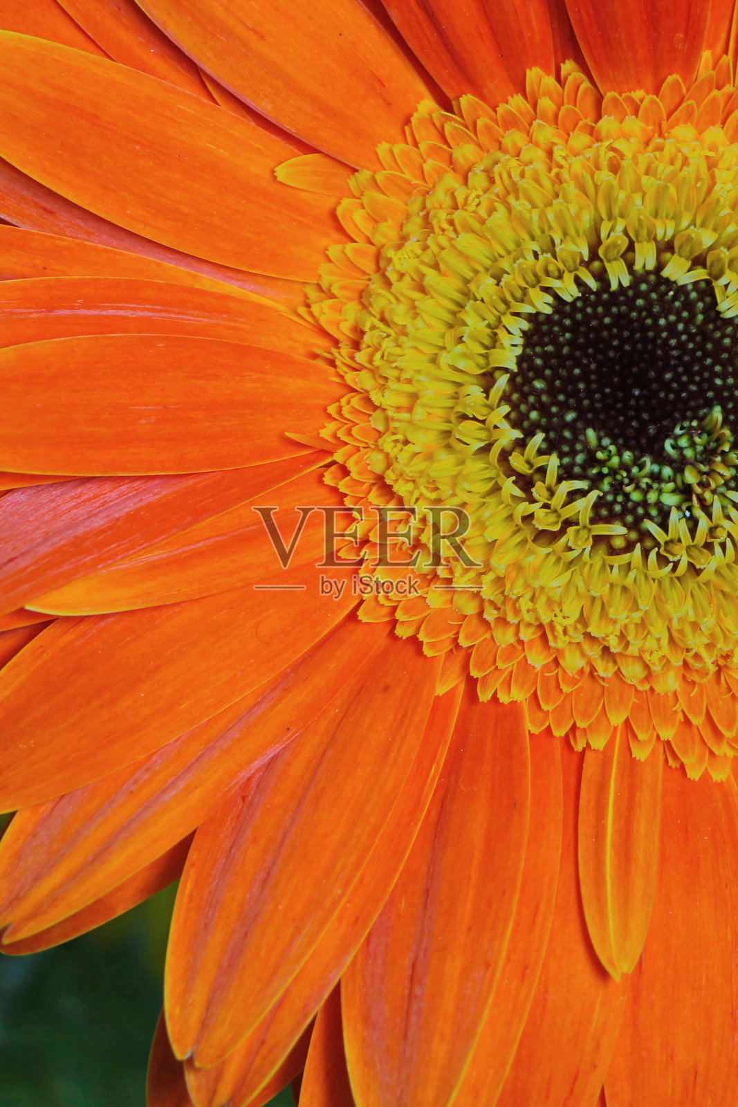 花非洲菊充满欢乐和乐趣照片摄影图片