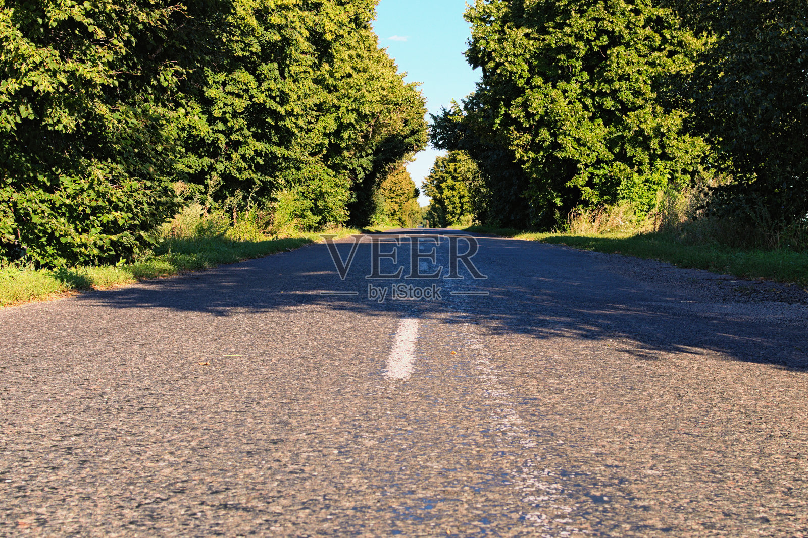低角度的旧乡村柏油路与树木在夏天阳光明媚的日子。风景秀丽的天然隧道沿线绿树成行。两边都是树的旧沥青汽车路。乌克兰照片摄影图片