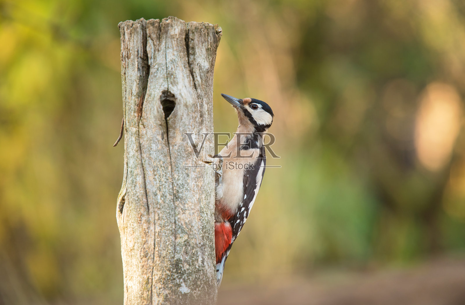 美丽的啄木鸟在木杆上照片摄影图片