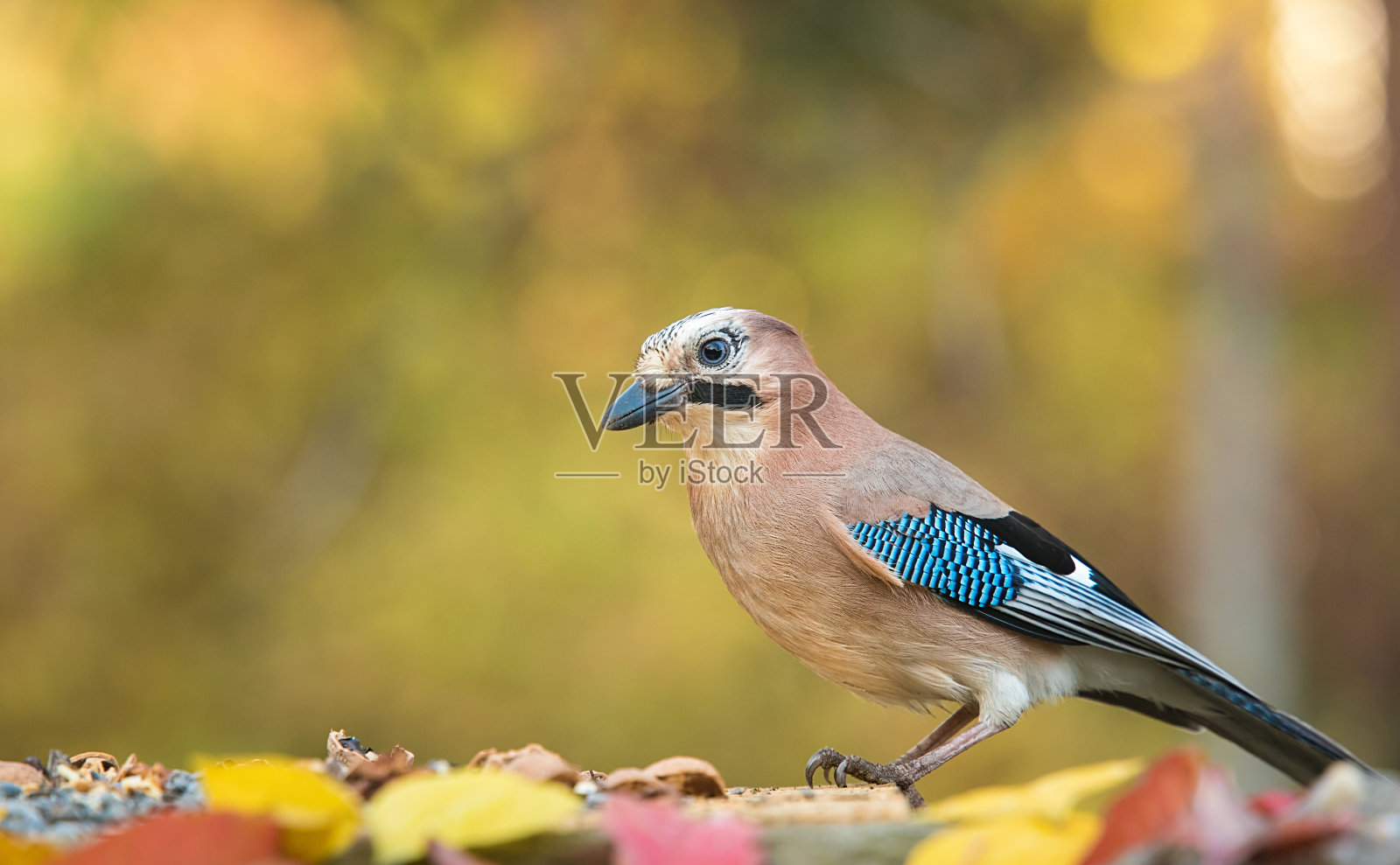 欧亚杰伊正坐在喂食器上照片摄影图片