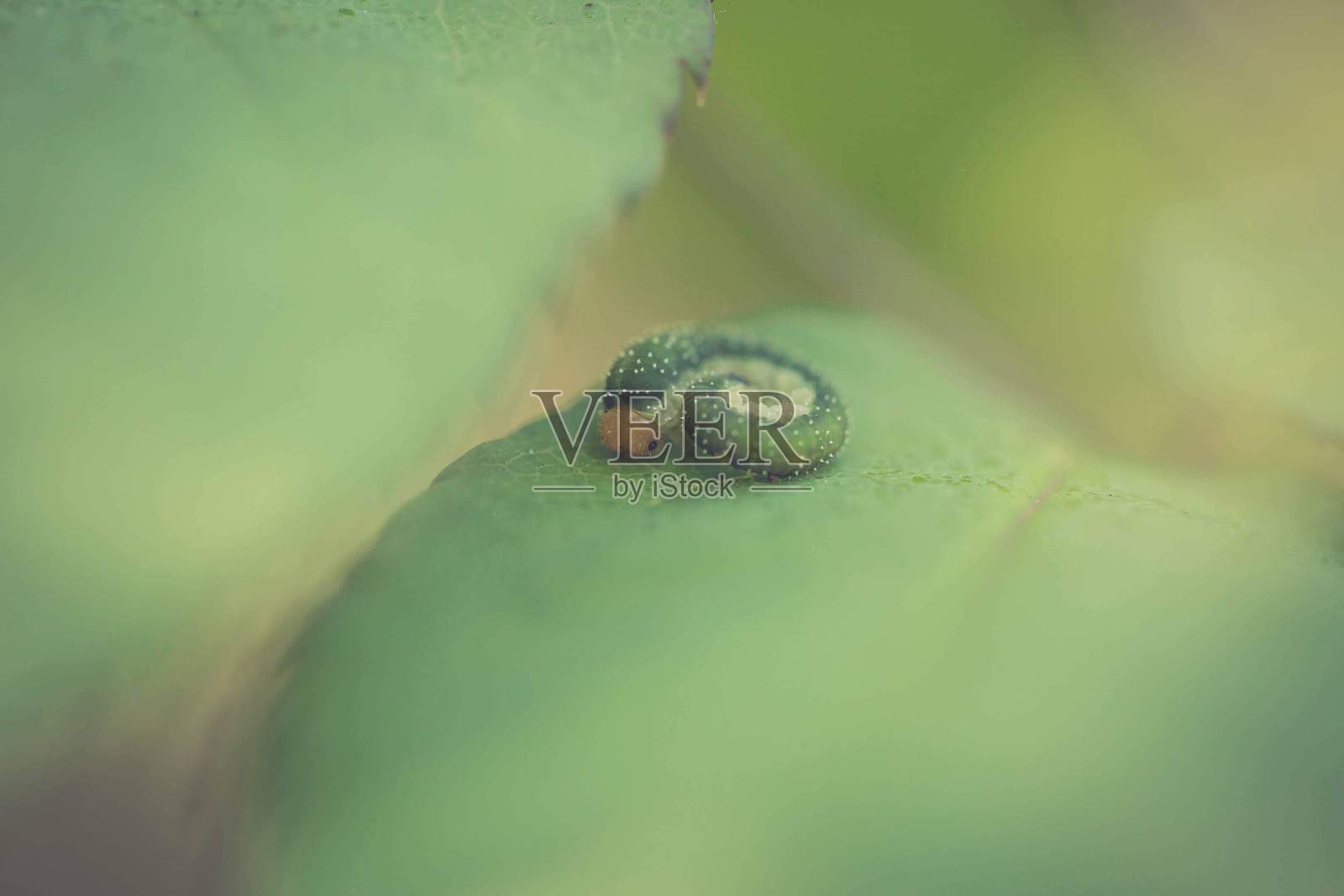 毛毛虫照片摄影图片