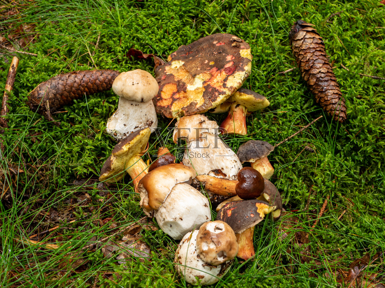 森林里的新鲜蘑菇照片摄影图片