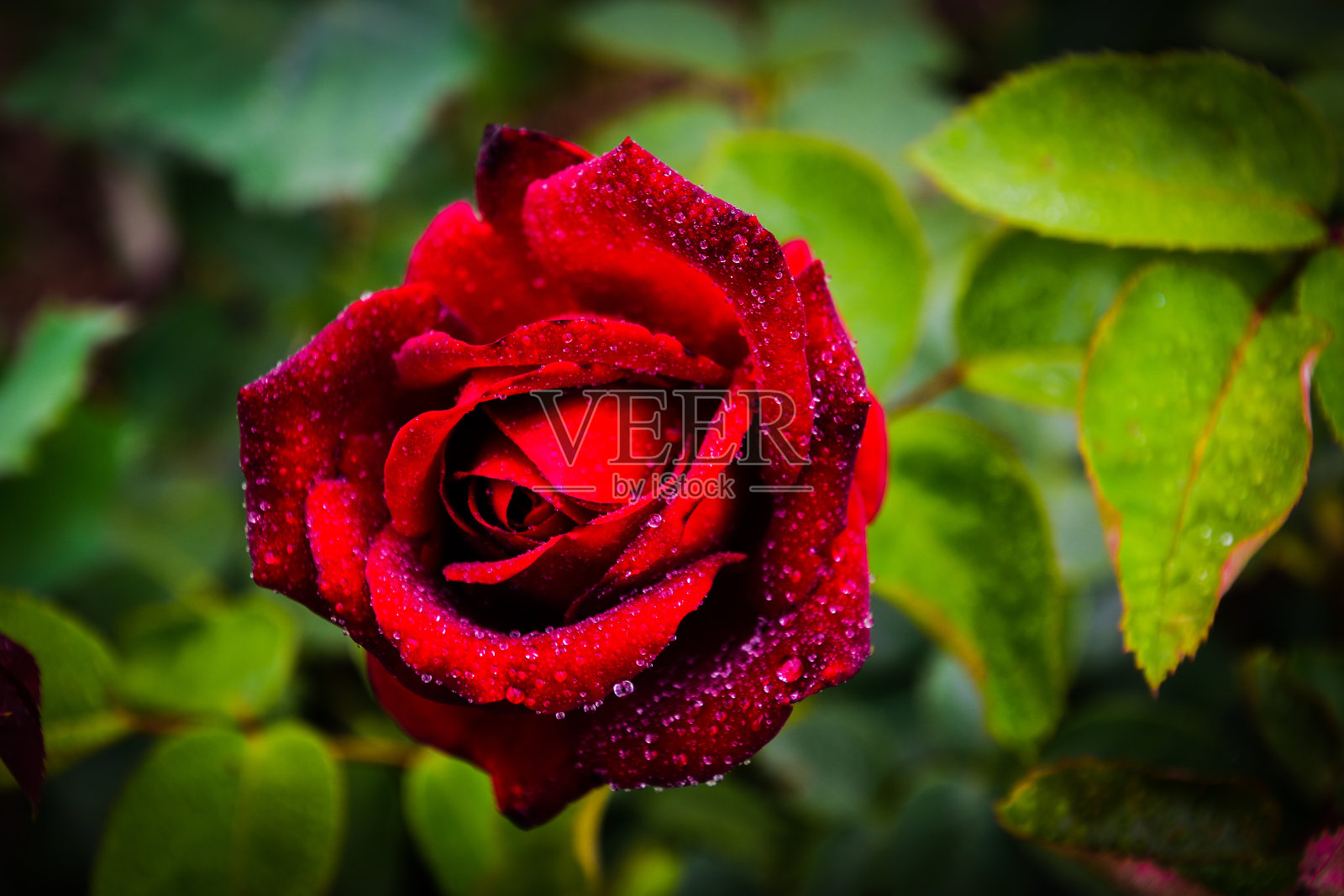 美丽的玫瑰与水珠照片摄影图片