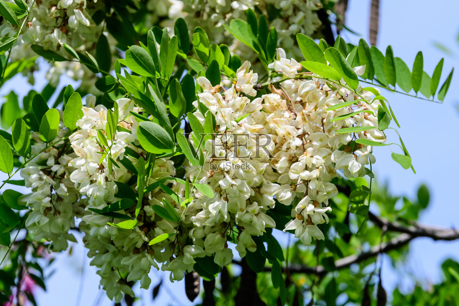 在一个阳光明媚的春天，白花、刺槐、绿叶和草的特写照片摄影图片