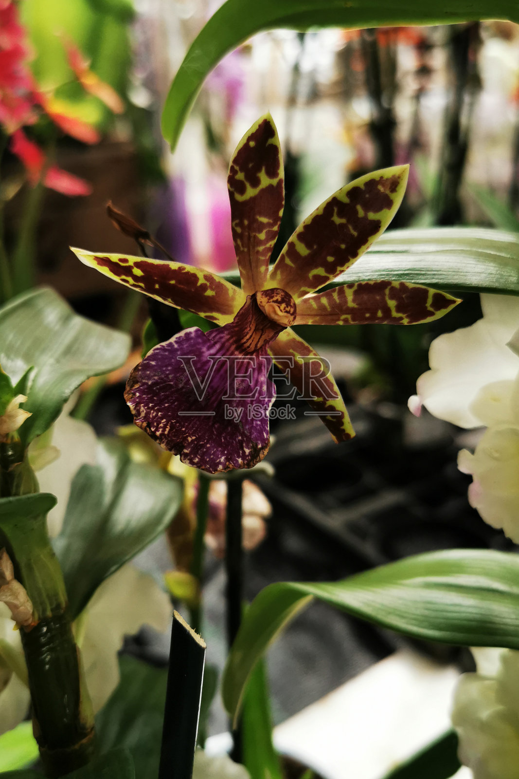 兰花鲜花照片摄影图片