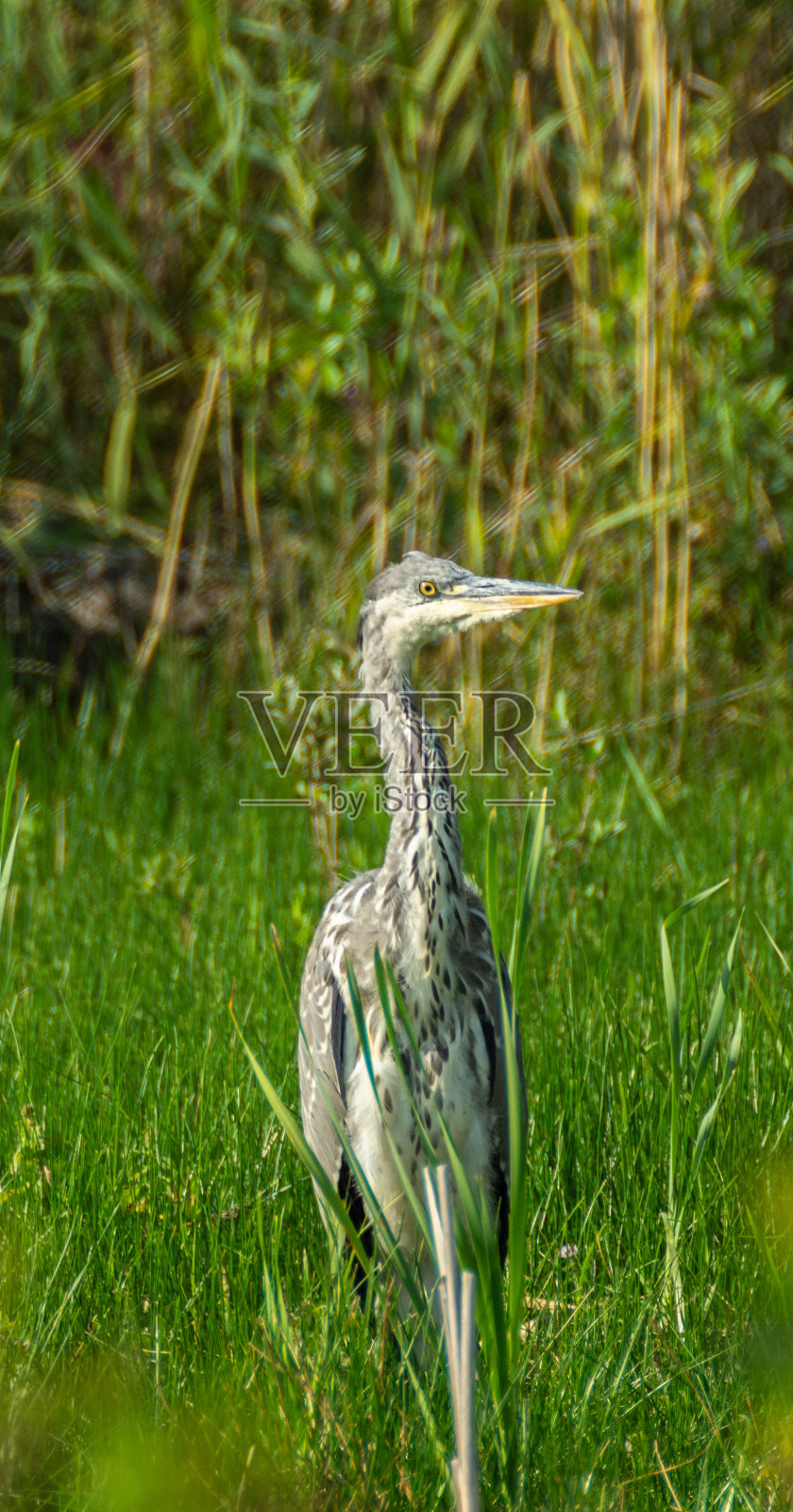 苍鹭(Ardea cinerea)近距离站在田野在夏天的太阳照片摄影图片