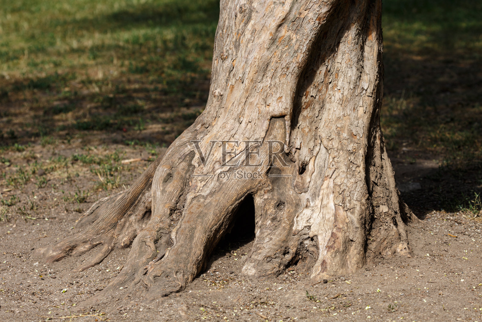 公园树干的纹理照片摄影图片