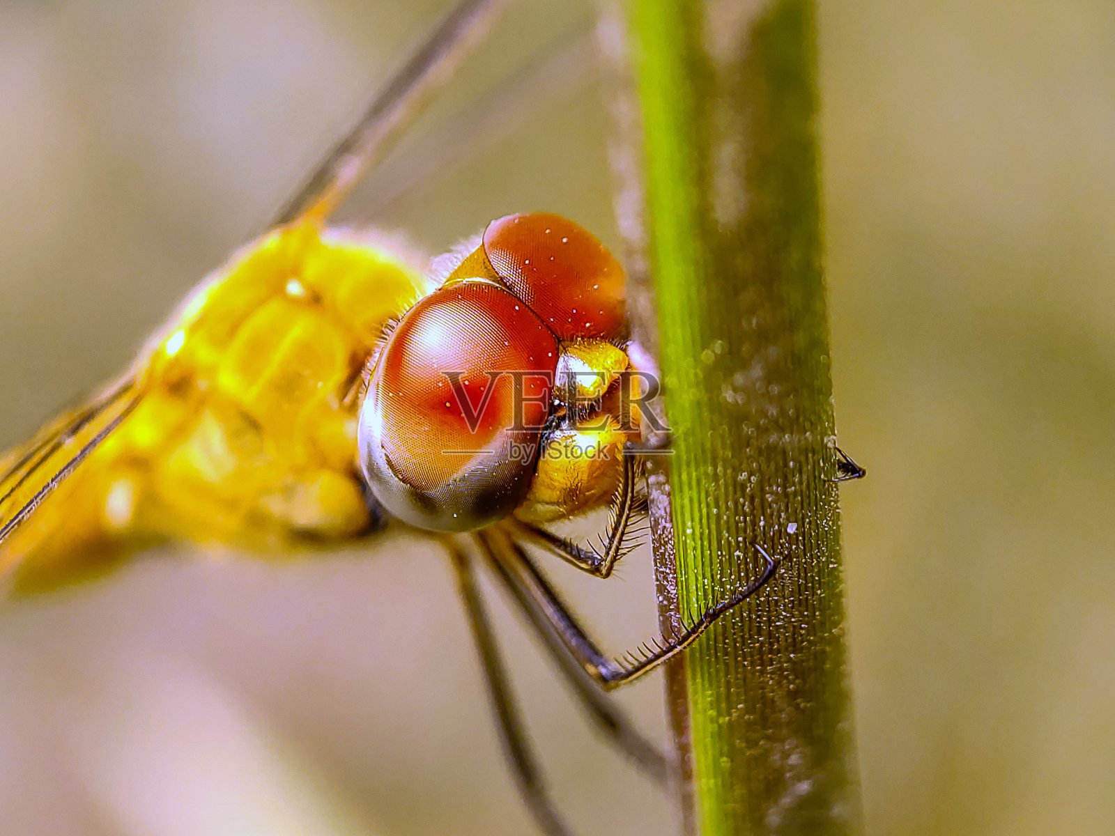 我看见你了照片摄影图片
