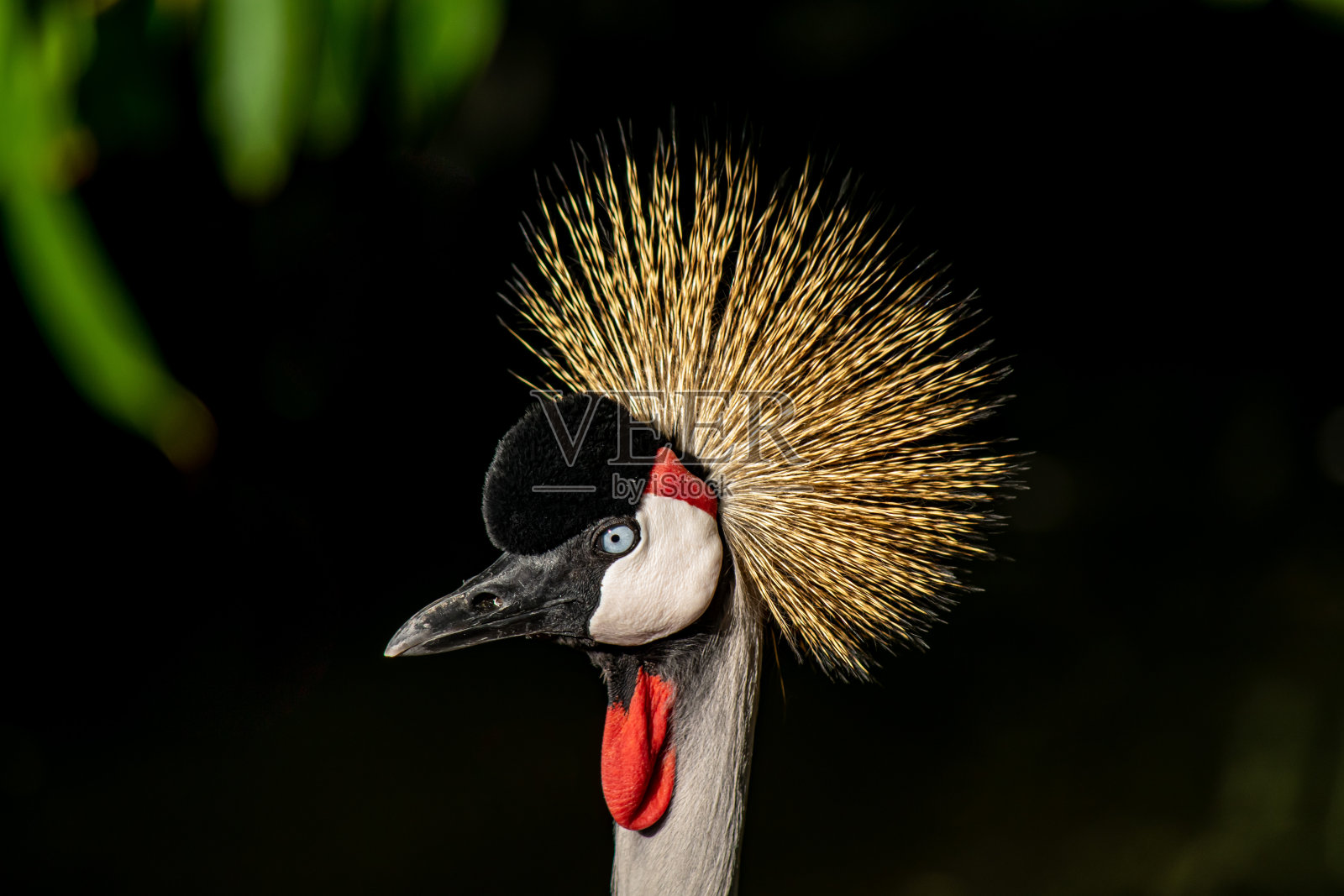 加冕起重机照片摄影图片