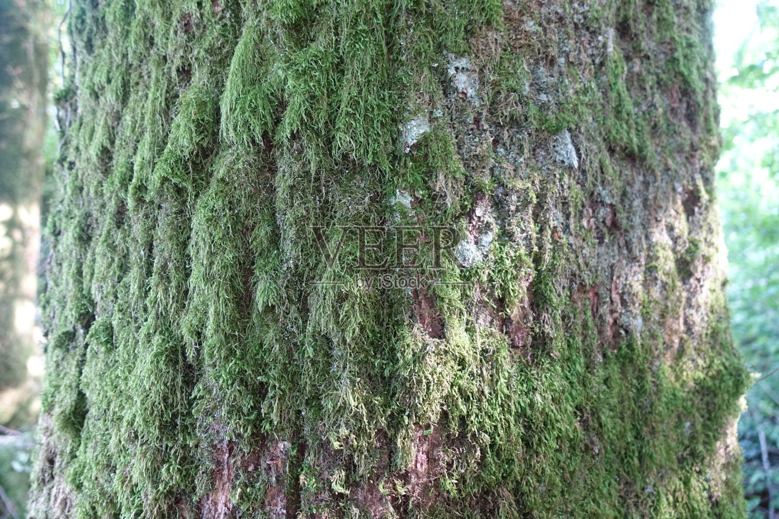 橡树树干与苔藓植物特写照片摄影图片