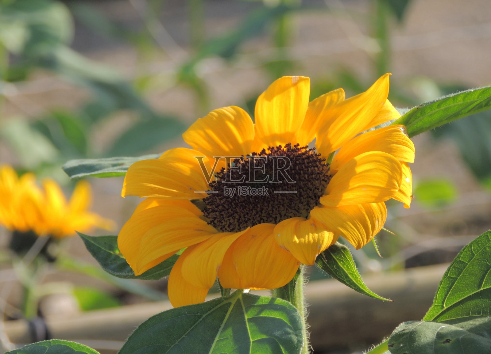 向日葵照片摄影图片