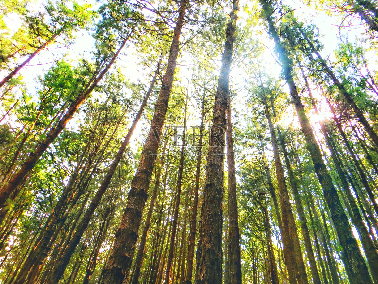 阳光穿过长树照片摄影图片