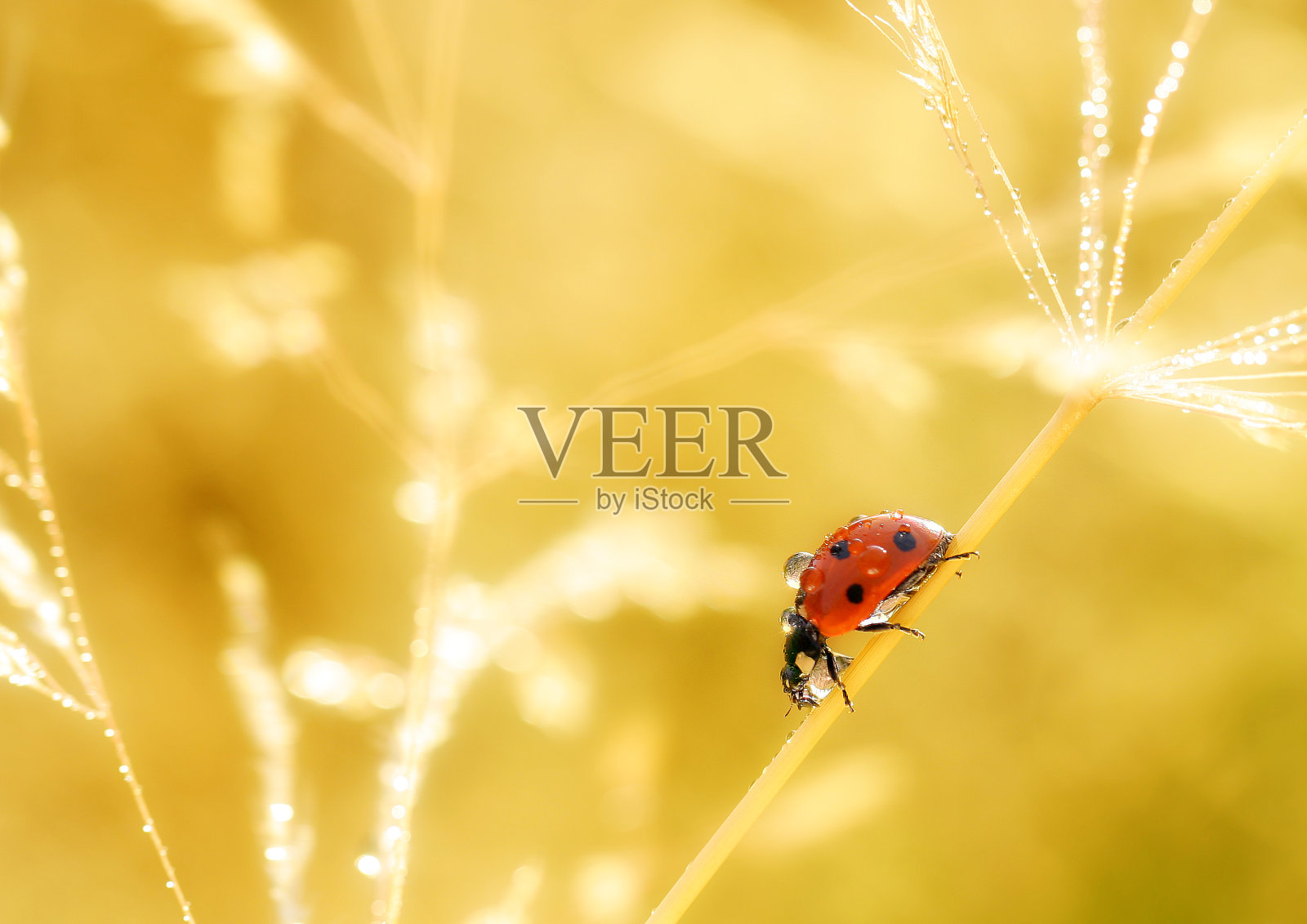 住在我花园里的瓢虫照片摄影图片