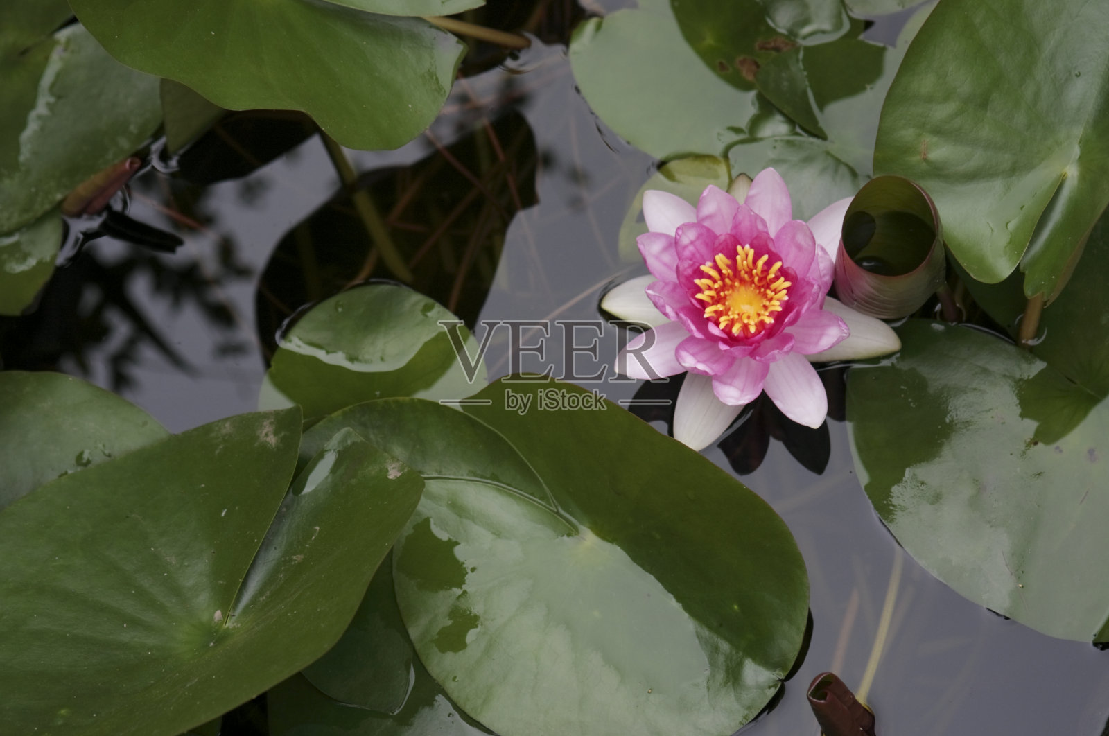 粉红色的睡莲漂浮在水面上，映衬着绿色的叶子和深色的水。特写镜头。照片摄影图片