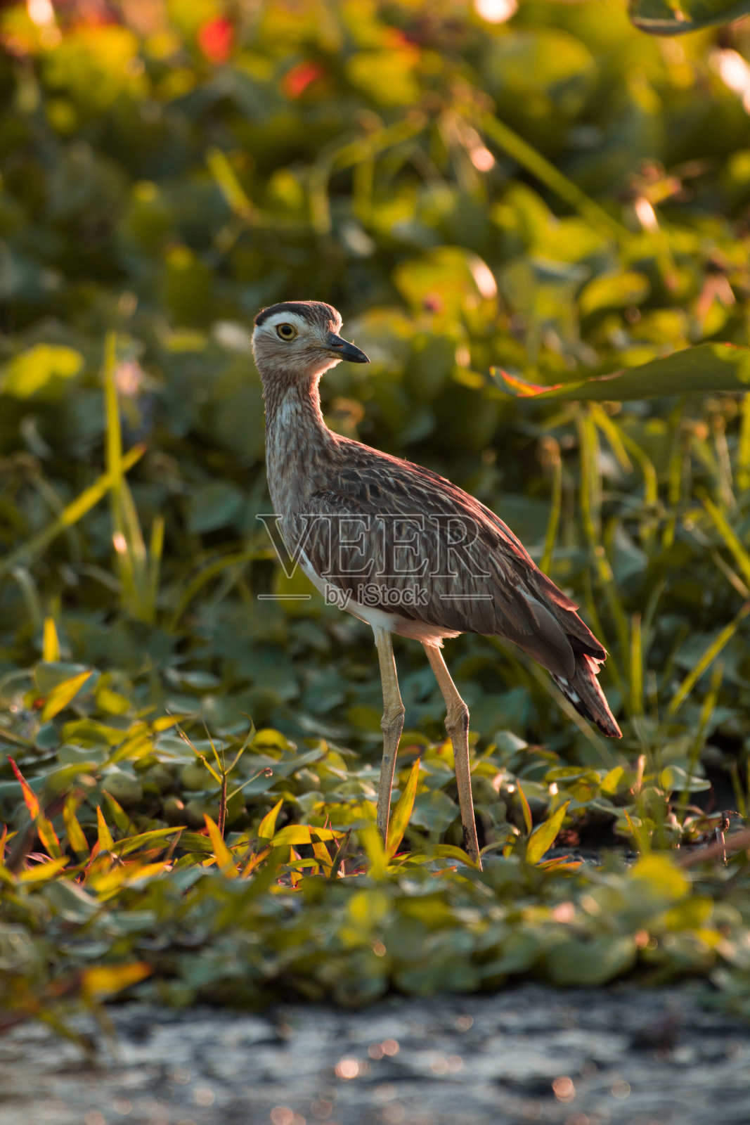 自然照片摄影图片